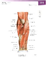 Sobotta Atlas of Human Anatomy  Head,Neck,Upper Limb Volume1 2006, page 202